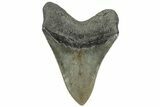 Serrated, Fossil Megalodon Tooth - South Carolina #310019-2